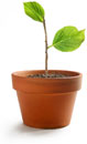 Growth image
